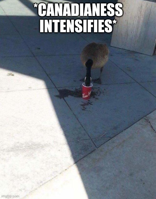 Canada Goose & Coffee | *CANADIANESS INTENSIFIES* | image tagged in canada goose coffee | made w/ Imgflip meme maker
