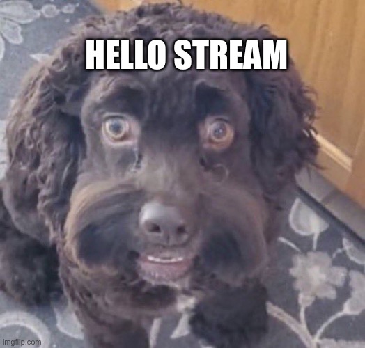HELLO STREAM | made w/ Imgflip meme maker