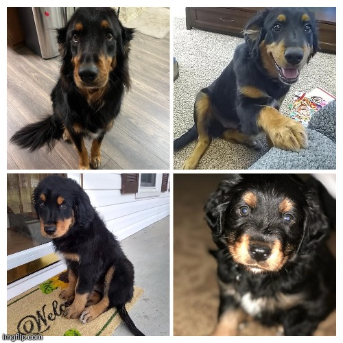 Screw it here's a picture of my dog sam(Sammy) | made w/ Imgflip meme maker