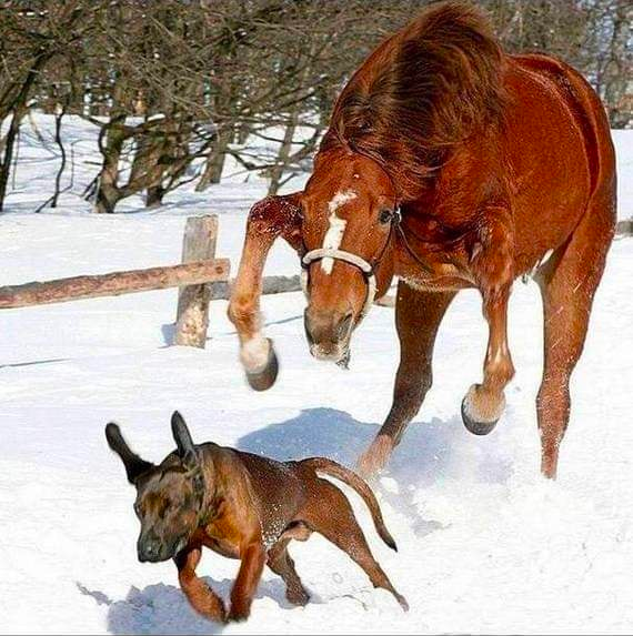 Horse chases Dog Blank Meme Template