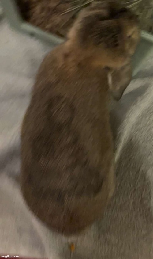 Pics of dels rabbit she sent me on snap | made w/ Imgflip meme maker