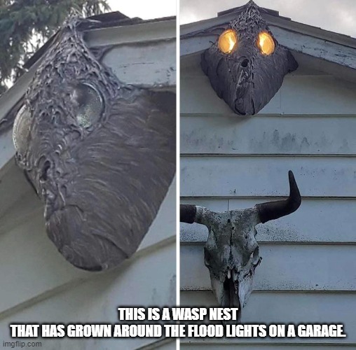 This is a wasp nest that has grown around the flood lights on a garage. | THIS IS A WASP NEST THAT HAS GROWN AROUND THE FLOOD LIGHTS ON A GARAGE. | image tagged in wasp,nature | made w/ Imgflip meme maker