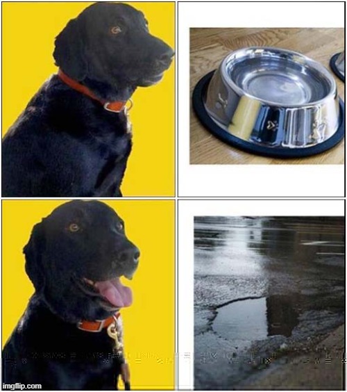 A Thirsty Dogs Preference ! | image tagged in dogs,thirsty,choices,bowl,puddle | made w/ Imgflip meme maker