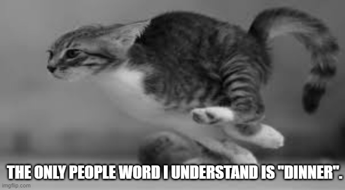 meme by Brad cat runs for dinner | THE ONLY PEOPLE WORD I UNDERSTAND IS "DINNER". | image tagged in cats,funny cat memes,humor,funny cat | made w/ Imgflip meme maker