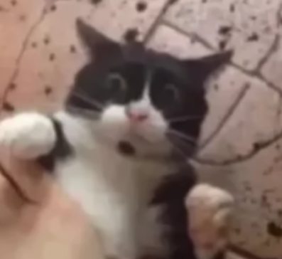 YOU INSIGNIFICANT FU- Blank Meme Template