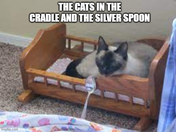 meme by Brad The cats in the cradle and the silver spoon | THE CATS IN THE CRADLE AND THE SILVER SPOON | image tagged in cats,funny cat memes,humor,funny meme,funny | made w/ Imgflip meme maker