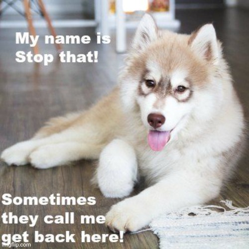 dog | image tagged in dog,dogs | made w/ Imgflip meme maker