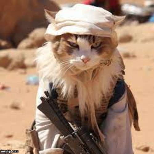 cat taliban | image tagged in terrorism,cat | made w/ Imgflip meme maker