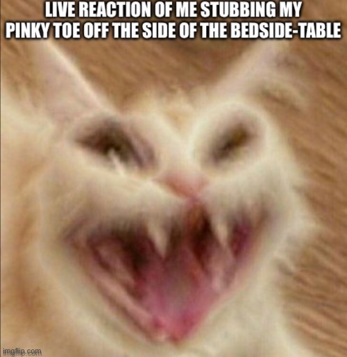 image tagged in screaming cat | made w/ Imgflip meme maker