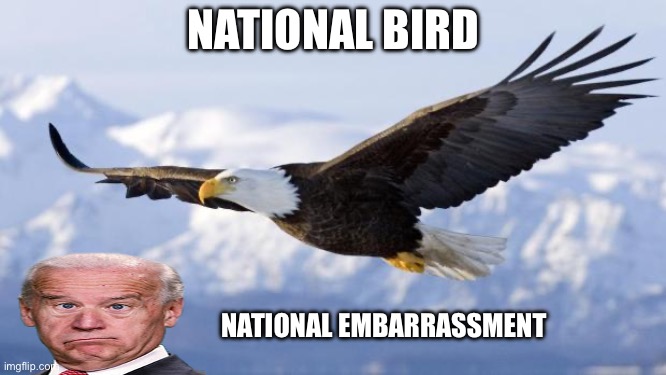 eagle | NATIONAL BIRD; NATIONAL EMBARRASSMENT | image tagged in eagle | made w/ Imgflip meme maker