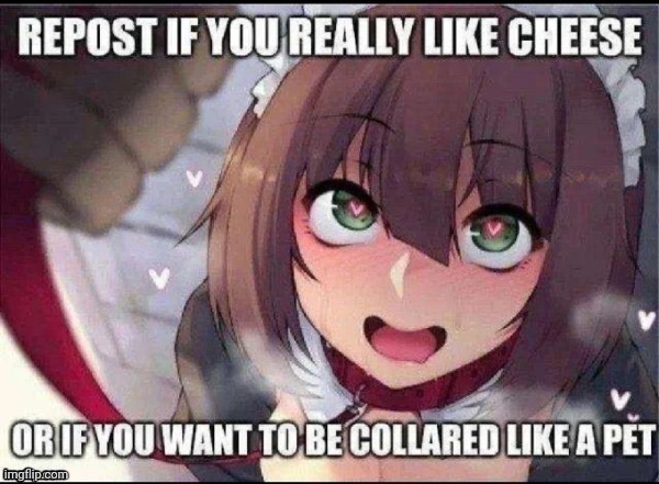 Tbh I want the collar more | made w/ Imgflip meme maker