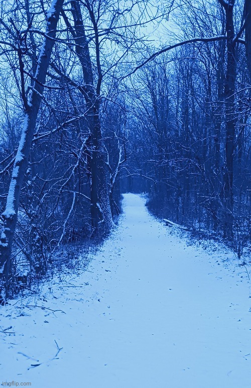 SNOWY PATH THROUGH THE FOREST | image tagged in forest,woods,trees,snow | made w/ Imgflip meme maker