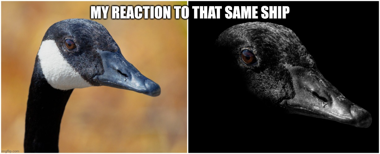 Uncanny goose | MY REACTION TO THAT SAME SHIP | image tagged in uncanny goose | made w/ Imgflip meme maker