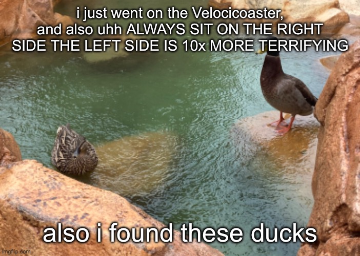 i just went on the Velocicoaster, and also uhh ALWAYS SIT ON THE RIGHT SIDE THE LEFT SIDE IS 10x MORE TERRIFYING; also i found these ducks | made w/ Imgflip meme maker