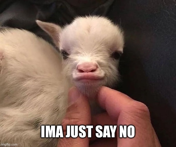 Open for suggestions on the caption | IMA JUST SAY NO | image tagged in goat,cute | made w/ Imgflip meme maker