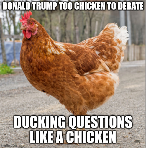 Donald Trump Chicken | DONALD TRUMP TOO CHICKEN TO DEBATE; DUCKING QUESTIONS LIKE A CHICKEN | image tagged in nikki haley,chicken,donald trump approves,coward | made w/ Imgflip meme maker