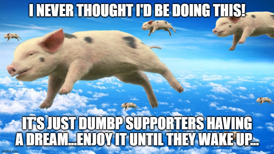 When Pigs Fly | I NEVER THOUGHT I'D BE DOING THIS! IT'S JUST DUMBP SUPPORTERS HAVING A DREAM...ENJOY IT UNTIL THEY WAKE UP... | image tagged in when pigs fly | made w/ Imgflip meme maker