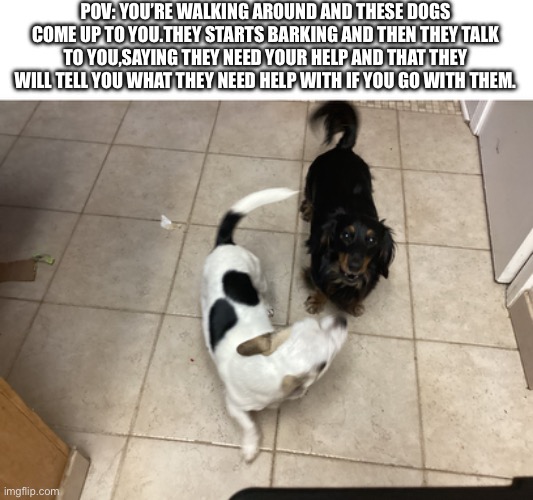Roleplay with my puppers | POV: YOU’RE WALKING AROUND AND THESE DOGS COME UP TO YOU.THEY STARTS BARKING AND THEN THEY TALK TO YOU,SAYING THEY NEED YOUR HELP AND THAT THEY WILL TELL YOU WHAT THEY NEED HELP WITH IF YOU GO WITH THEM. | image tagged in dogs,roleplaying | made w/ Imgflip meme maker