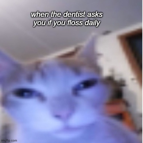 dentist_kitty | when the dentist asks you if you floss daily | image tagged in cat,dentist,floss,funny | made w/ Imgflip meme maker