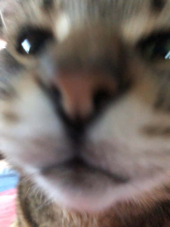 High Quality facetime_with_gran_cat Blank Meme Template