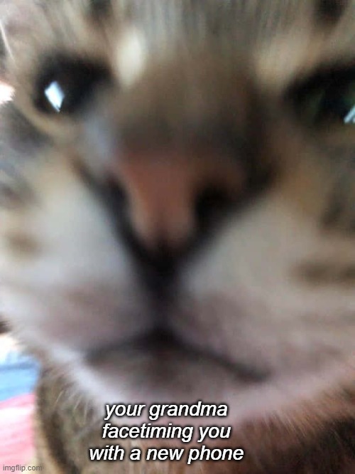 facetime-with-gran-cat | your grandma facetiming you with a new phone | image tagged in cat,grandma with phone,facetime,funny meme | made w/ Imgflip meme maker