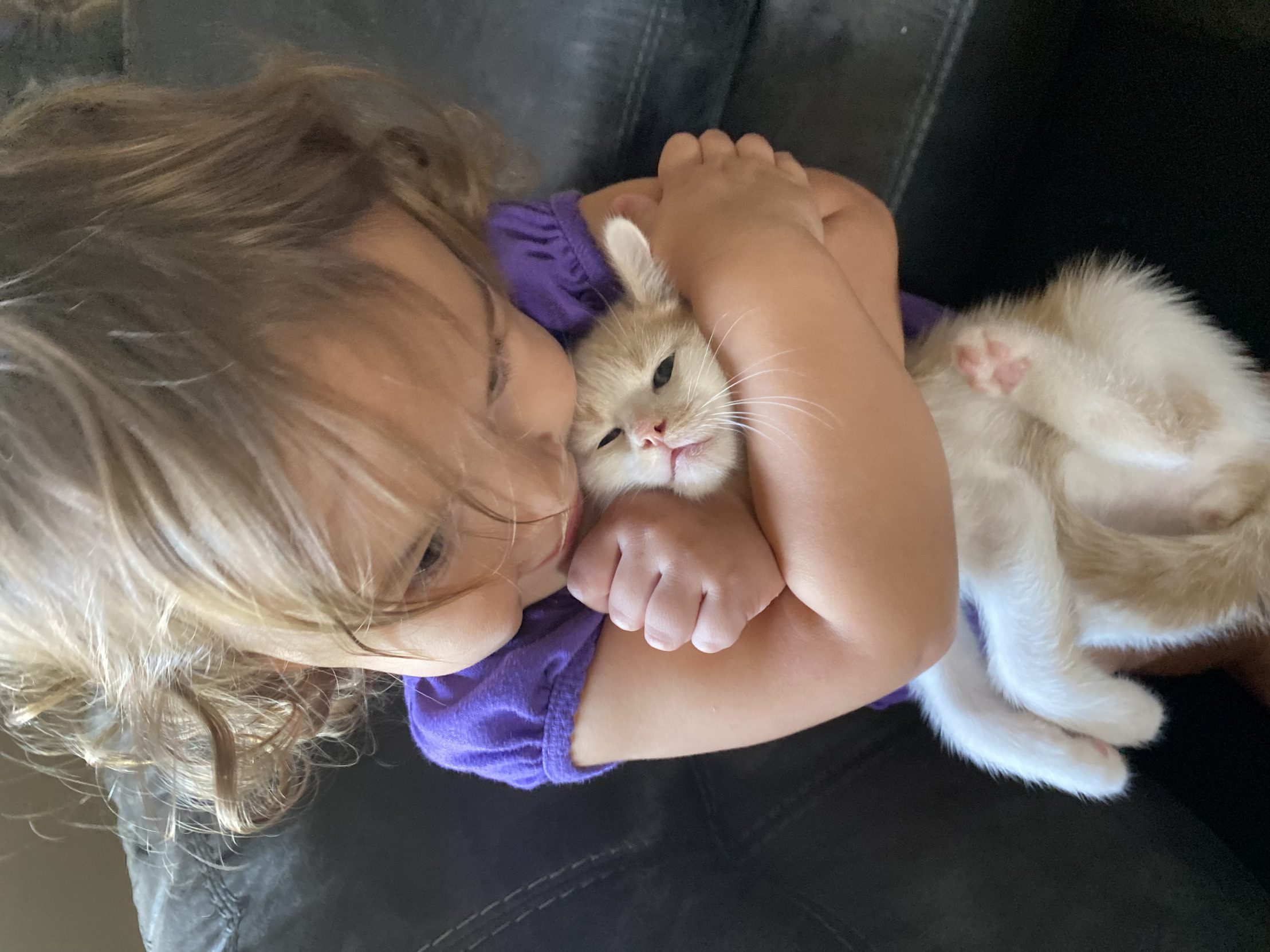 Kitten love Blank Meme Template