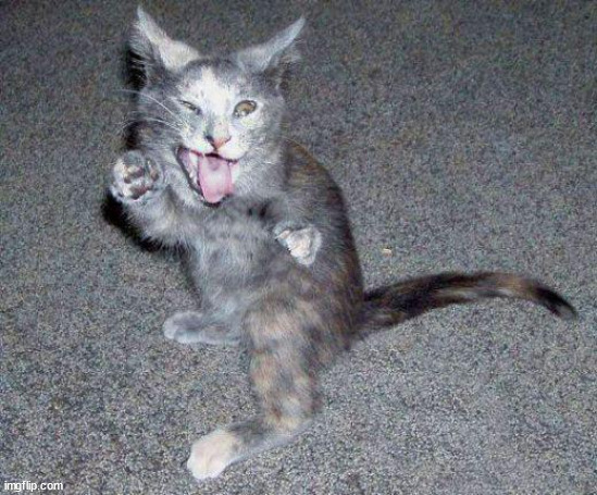 ADHD Cat | image tagged in adhd cat | made w/ Imgflip meme maker