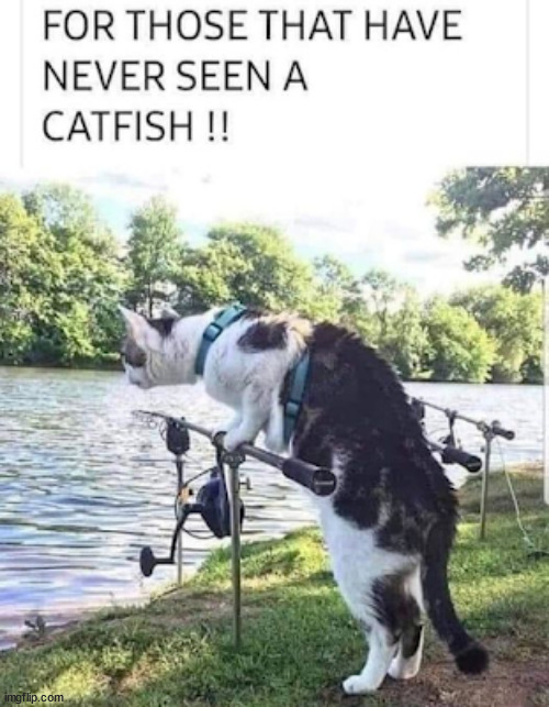 Catfish | image tagged in repost,catfish | made w/ Imgflip meme maker