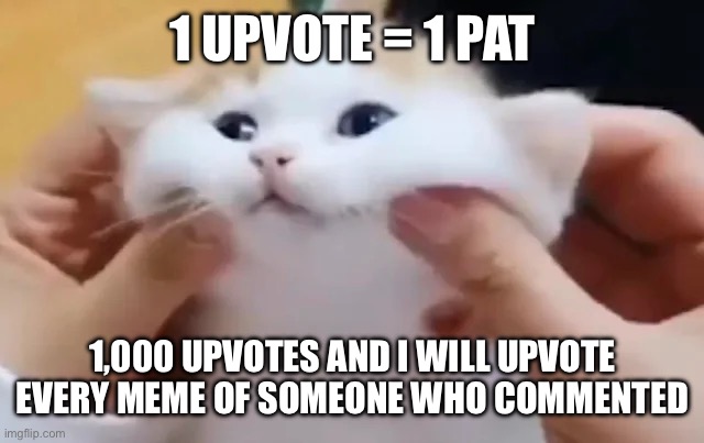 1 UPVOTE = 1 PAT; 1,000 UPVOTES AND I WILL UPVOTE EVERY MEME OF SOMEONE WHO COMMENTED | image tagged in cats | made w/ Imgflip meme maker