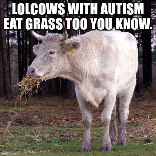 LOLCOWS #flushyourmeds | LOLCOWS WITH AUTISM EAT GRASS TOO YOU KNOW. | image tagged in internet,cow,autism,retard,dumb,full retard | made w/ Imgflip meme maker