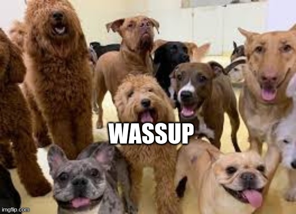 dog army | WASSUP | image tagged in dog army | made w/ Imgflip meme maker