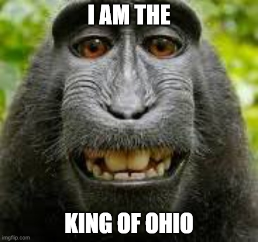 this monkey is king of ohio | I AM THE; KING OF OHIO | image tagged in monkey,ohio | made w/ Imgflip meme maker