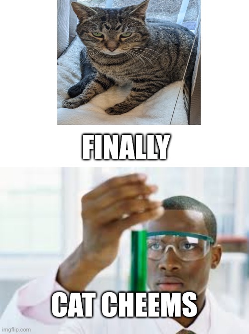 Cat cheems | FINALLY; CAT CHEEMS | image tagged in finally,cat,cheems | made w/ Imgflip meme maker