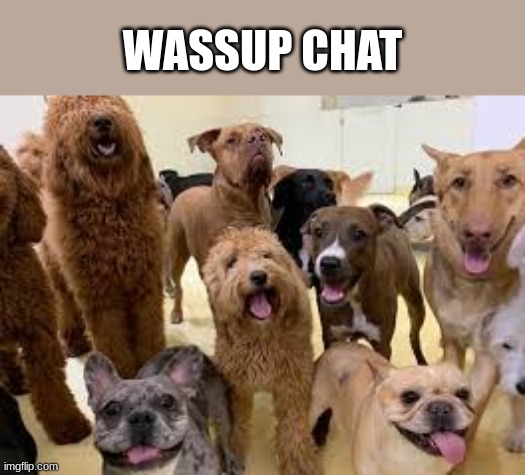 dog army | WASSUP CHAT | image tagged in dog army | made w/ Imgflip meme maker