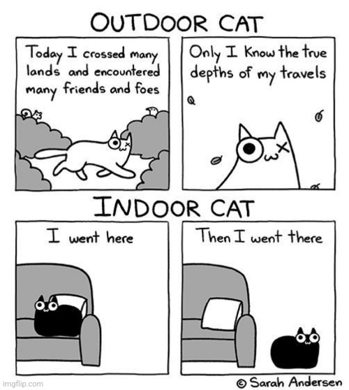 I have both an indoor and outdoor so this is pretty relatable | image tagged in cats,cat | made w/ Imgflip meme maker