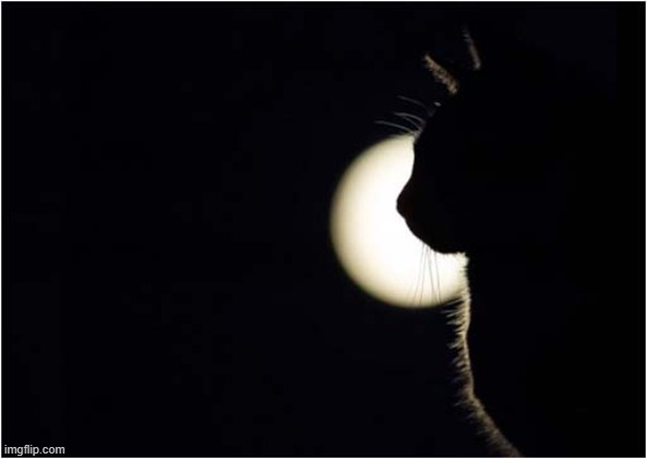 A Moggy By Moonlight ! | image tagged in cats,moonlight | made w/ Imgflip meme maker