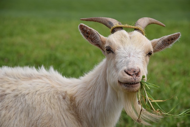 Goat eating grass Blank Meme Template