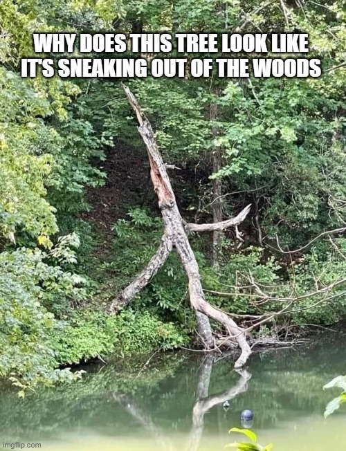 WHY DOES THIS TREE LOOK LIKE IT'S SNEAKING OUT OF THE WOODS | made w/ Imgflip meme maker