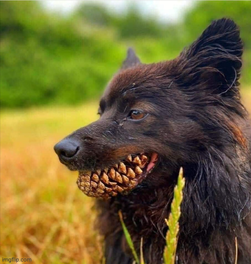 good demon dog | image tagged in optical illusion | made w/ Imgflip meme maker