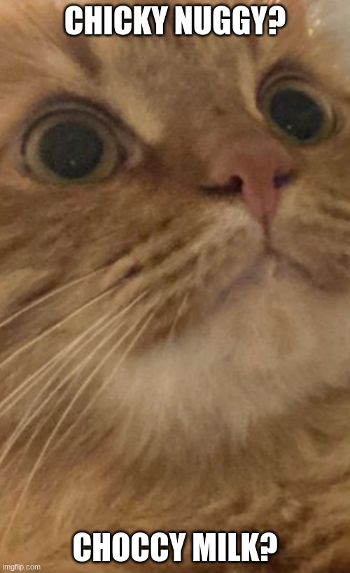 Shocked Orange Cat | CHICKY NUGGY? CHOCCY MILK? | image tagged in shocked orange cat,children | made w/ Imgflip meme maker