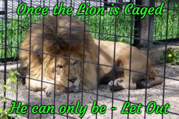 Once the Lion is Caged; He can only be - Let Out | image tagged in animals,lion | made w/ Imgflip meme maker