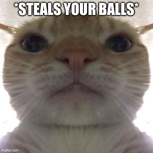 Staring Cat/Gusic | *STEALS YOUR BALLS* | image tagged in staring cat/gusic | made w/ Imgflip meme maker