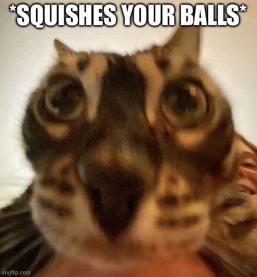 Close Up Cat | *SQUISHES YOUR BALLS* | image tagged in close up cat | made w/ Imgflip meme maker