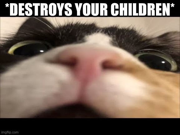 Up close cat | *DESTROYS YOUR CHILDREN* | image tagged in up close cat | made w/ Imgflip meme maker