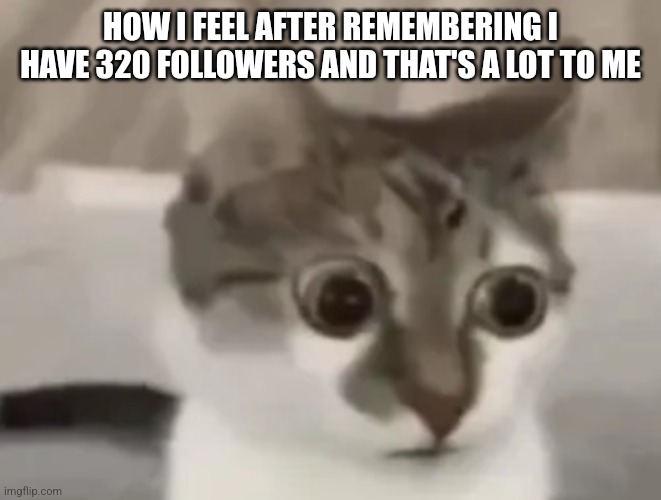 in shock cat 2 | HOW I FEEL AFTER REMEMBERING I HAVE 320 FOLLOWERS AND THAT'S A LOT TO ME | image tagged in in shock cat 2 | made w/ Imgflip meme maker