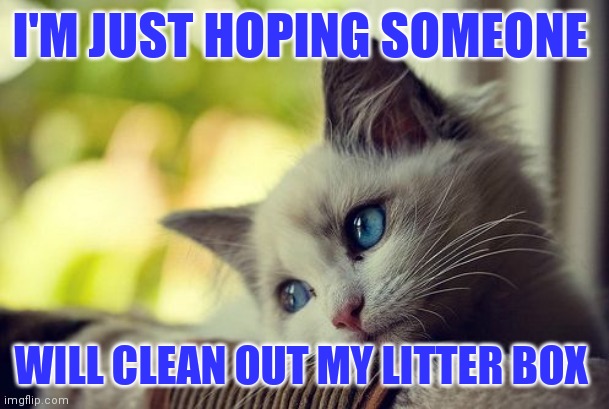Clean out my litter box | I'M JUST HOPING SOMEONE; WILL CLEAN OUT MY LITTER BOX | image tagged in memes,first world problems cat | made w/ Imgflip meme maker