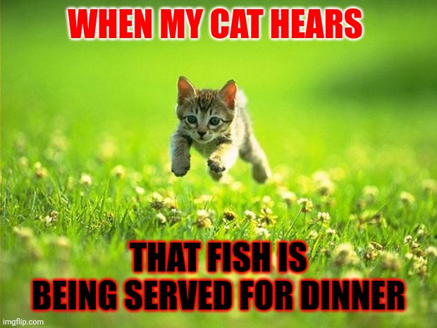 Fish for dinner | WHEN MY CAT HEARS; THAT FISH IS BEING SERVED FOR DINNER | image tagged in every time i smile god kills a kitten,funny memes | made w/ Imgflip meme maker