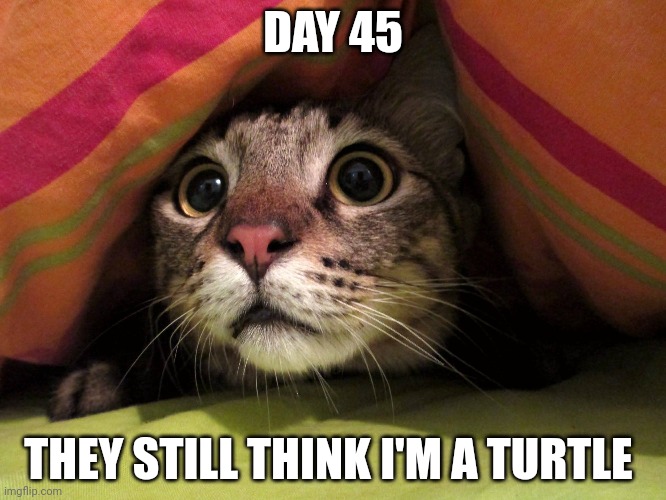 Camouflage expert. | DAY 45; THEY STILL THINK I'M A TURTLE | image tagged in scared cat,cute cat | made w/ Imgflip meme maker