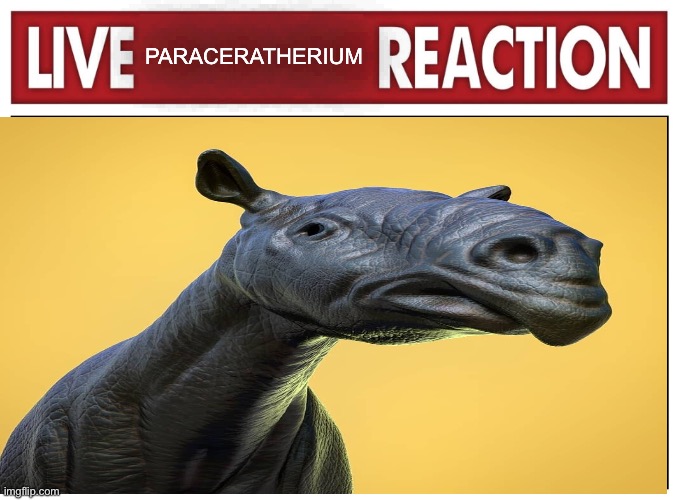 Live reaction | PARACERATHERIUM | image tagged in live reaction | made w/ Imgflip meme maker