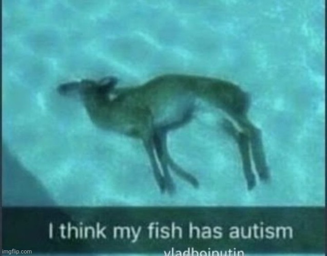 What a silly fish | image tagged in memes,funny memes,fish,front page plz | made w/ Imgflip meme maker